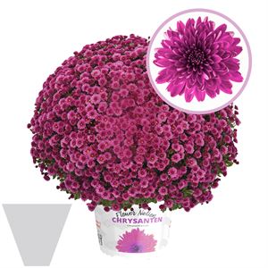 Afbeelding van Bolchrysant gehoest P19 "Geen Kleur"!!! Purple